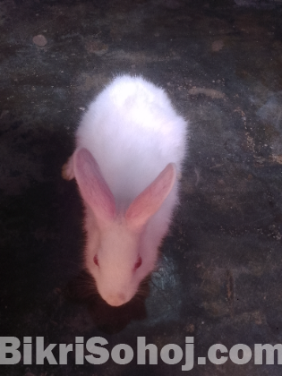 খরগোশ বিক্রি হবে